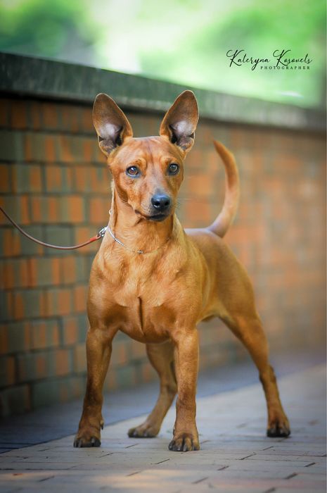 Хлопчик Цвергпінчера