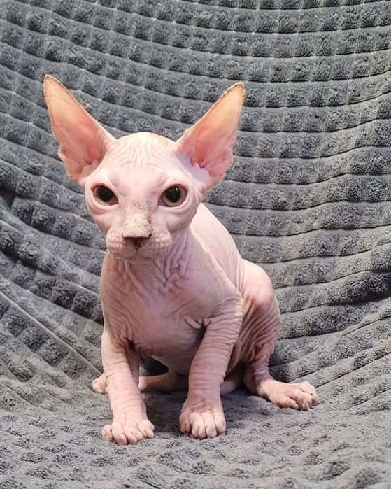 Gatinho sphynx macho
