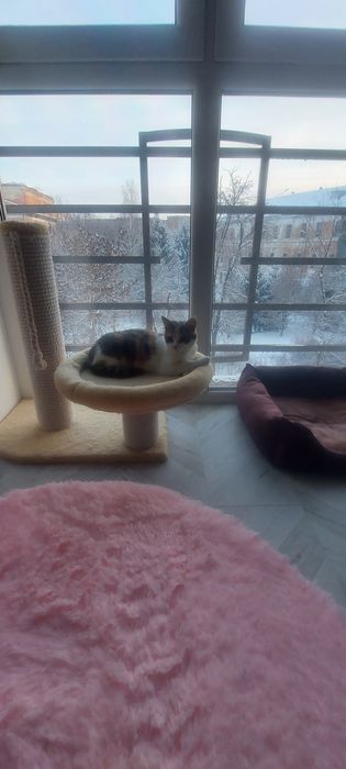 Мололенька кішечка в пошуках дому