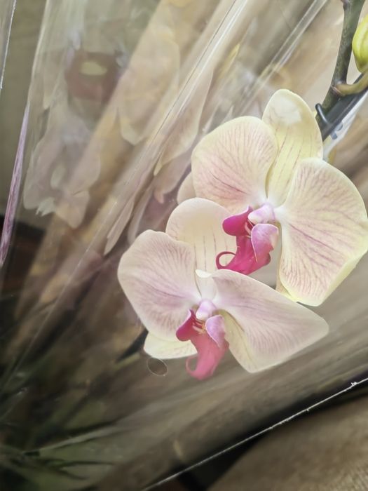 Sprzedam storczyki ,orchidee