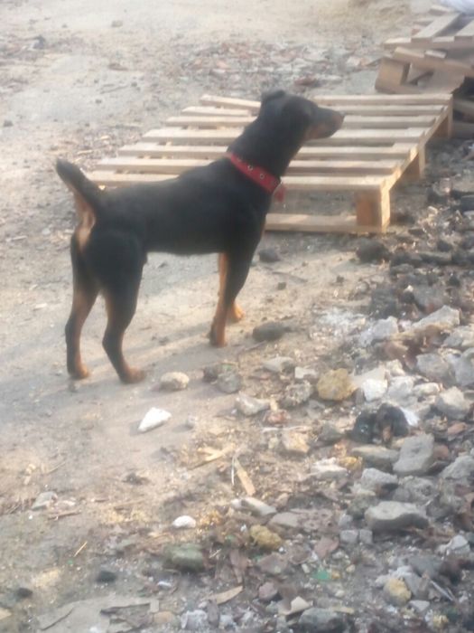 Ягдтерьер.Для вязки.