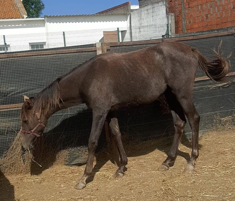 Poldra Puro-Sangue Árabe
