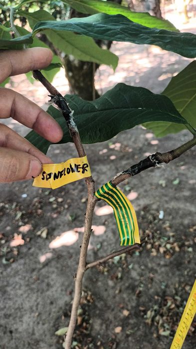 Paw Paw (Asimina Triloba) – Única árvore tropical que resiste ao Frio