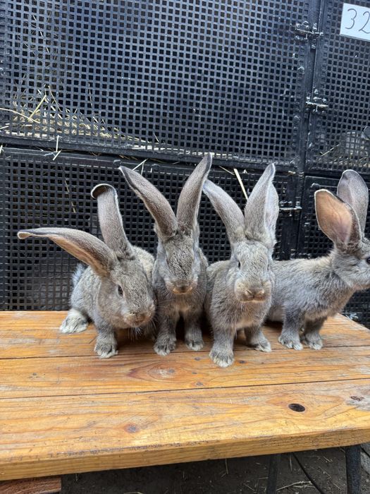 Samce Belg Olbrzym BOS