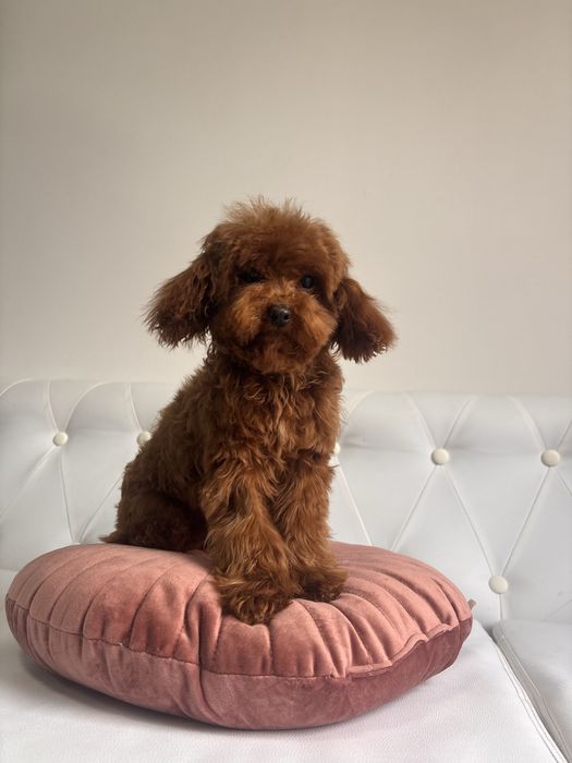 Pudel teacup chinczyk piesek!