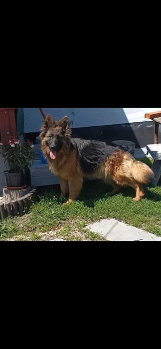 Owcxarek niemiecki długowłosy  szczenie rezerwacja