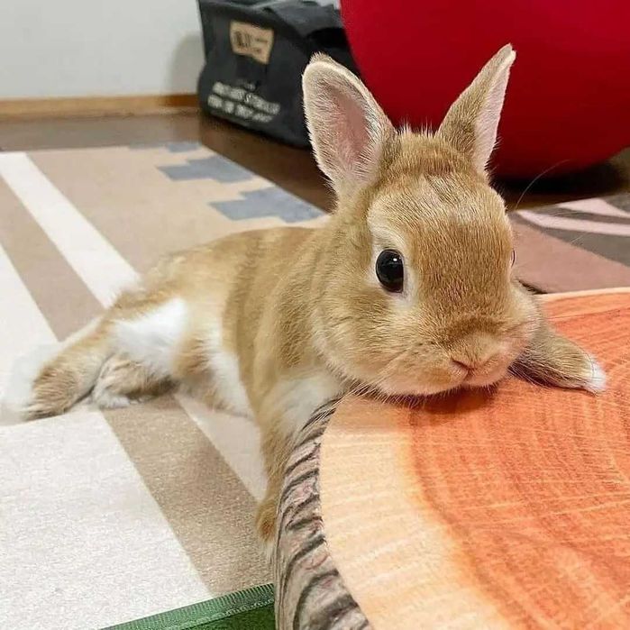 Нидерландский кролик, торчеухие из питомника в Киеве!