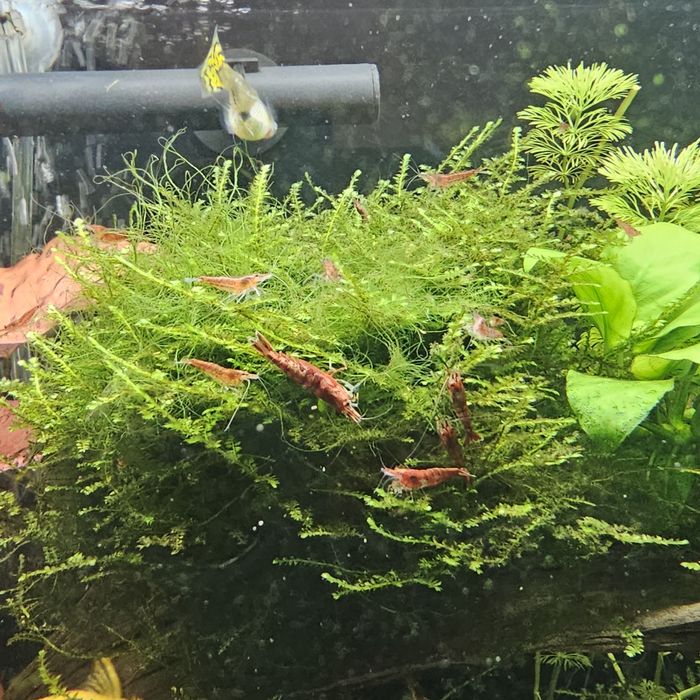 Krewetki red cherry sakura