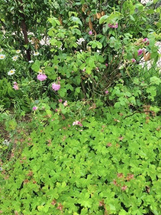 Bodziszek- rezerwacja