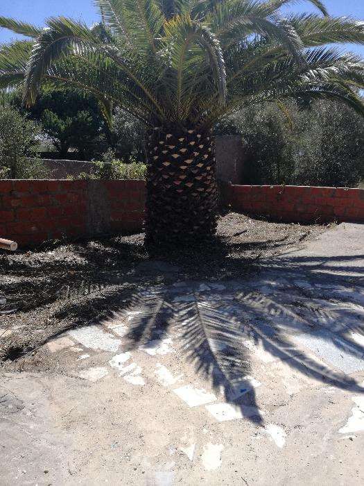 Limpeza de terrenos e corte de arvores.