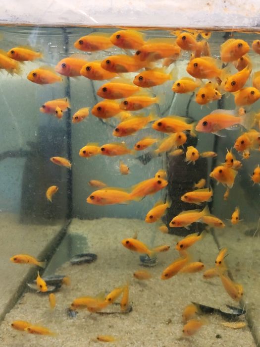 Pyszczaki z Malawi Metrioclima Red Red