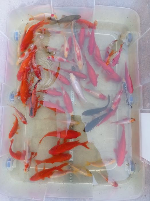 Kinguios cometas sarasas e shubunkins