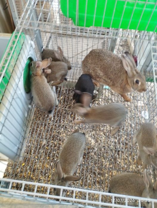 Coelhos cinzentos