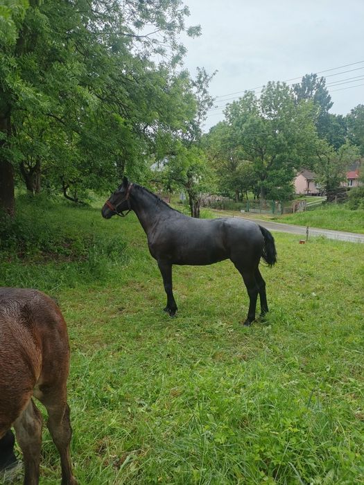Sprzedam Klacz sp