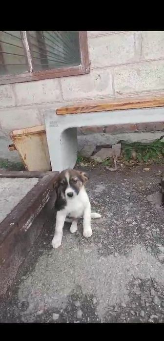 Песик щеня в добрі руки