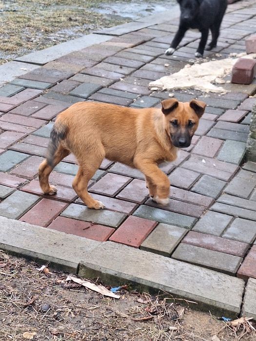 Do oddania 3 miesięczny szczeniak