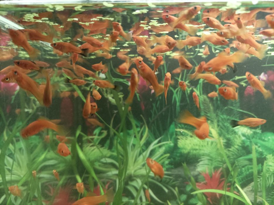 Аквариумные рыбки