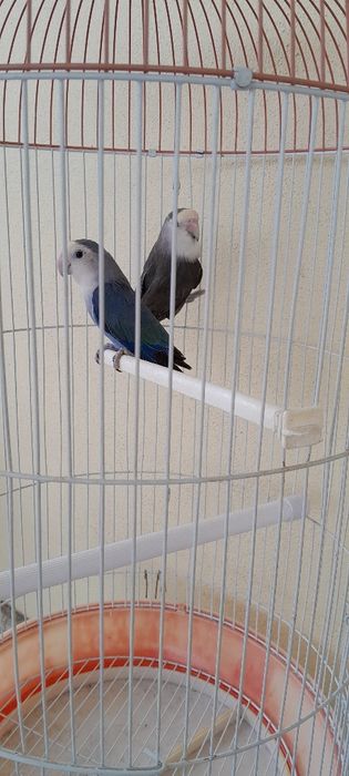 Gaiola mais casal de agapornis