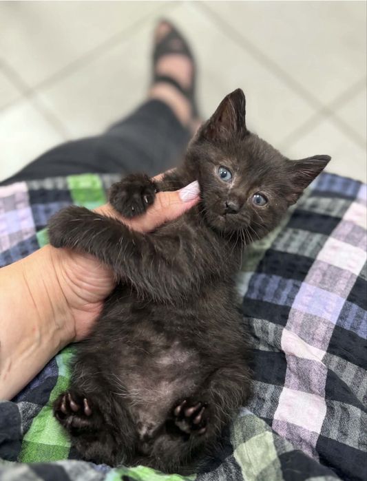 Коти в добрі руки