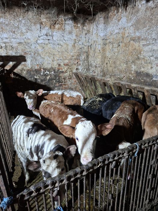 Продам бички на тримання