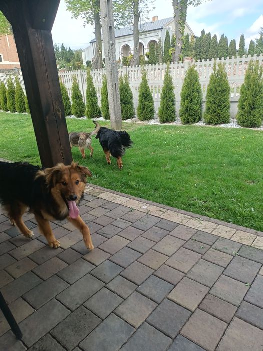 Do oddania za darmo 2 psy , kundelki