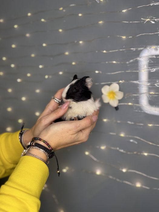 Морські свинки чарівні guinea pig різних порід