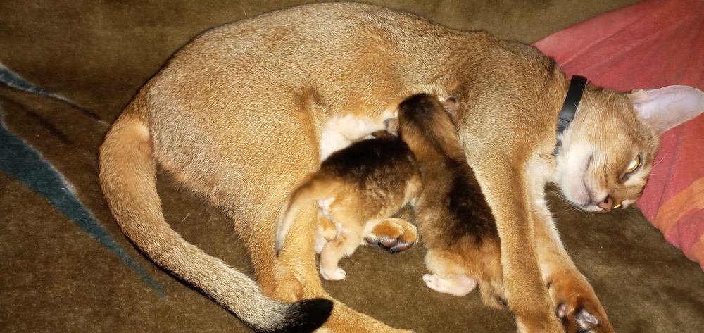 Абиссинский кот дикого окраса, вязка,