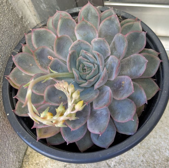 Plantas , catos, suculentas, protea, leucadendro