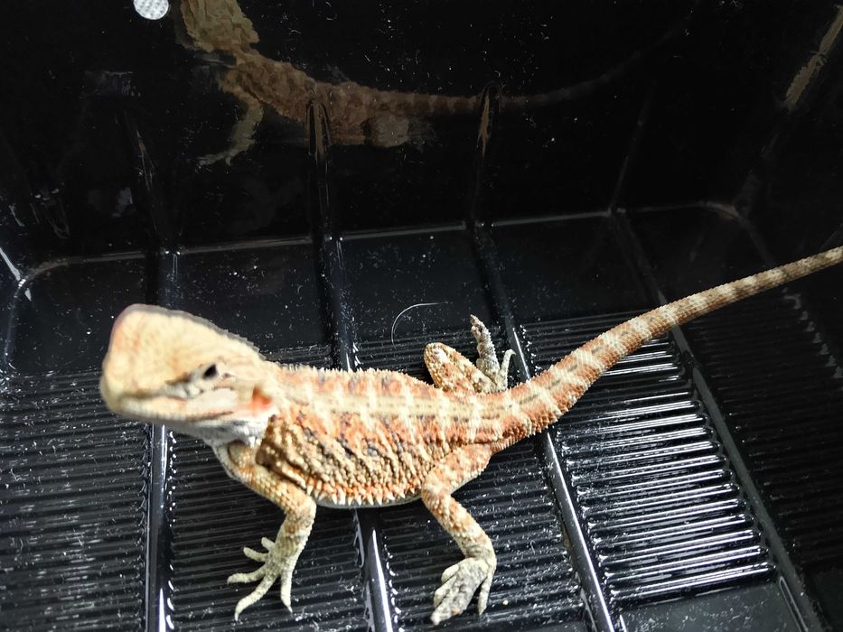 Agama brodata, pogona, gady