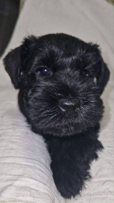 Нам три месяца..