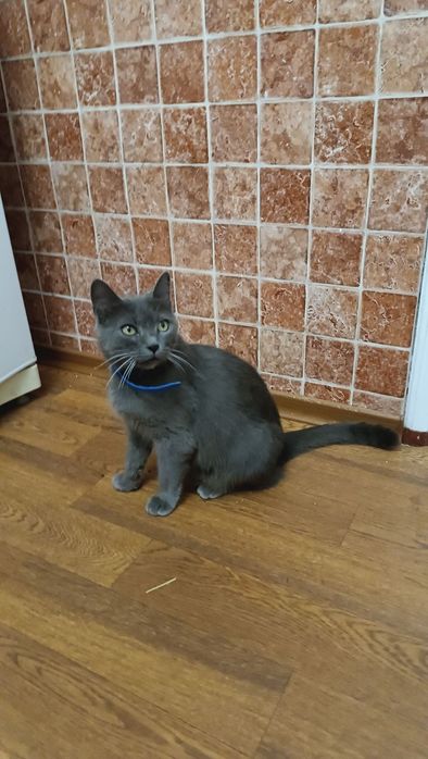 Котят британцы вислоухие