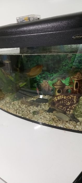 Akwarium 25l z zawartością