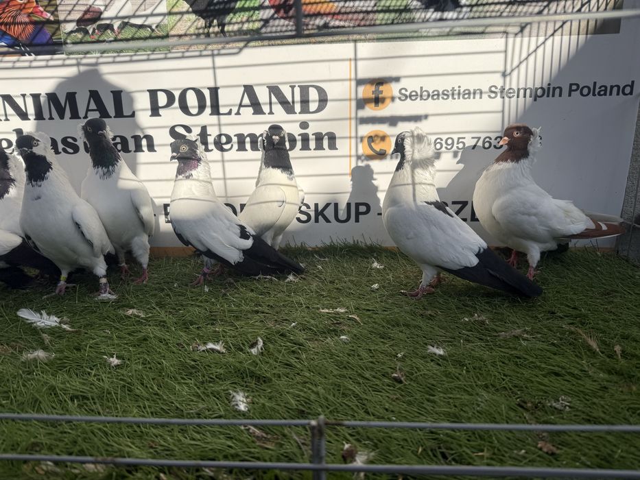 Gołębie. Zakonniki. Zakonnik. Możliwy transport