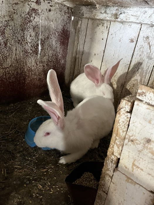 Кролі породи білий велетень