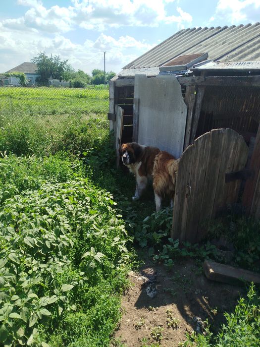 Віддам собаку в хороші руки