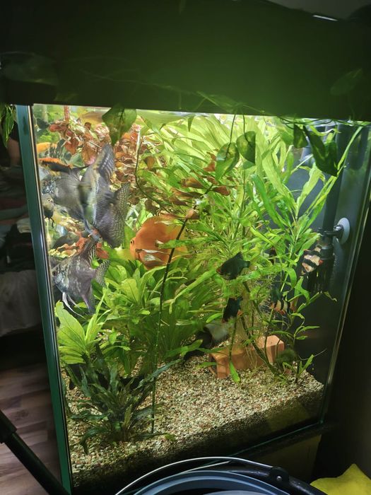 Akwarium 240L diversa + nowa szafka stan idelany
