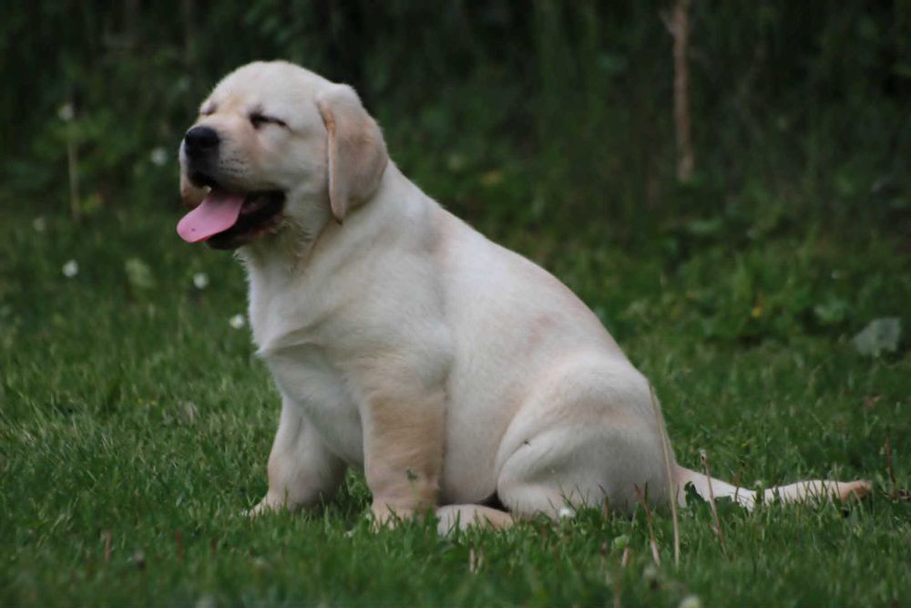 Labrador Retriever - żółty  maluch