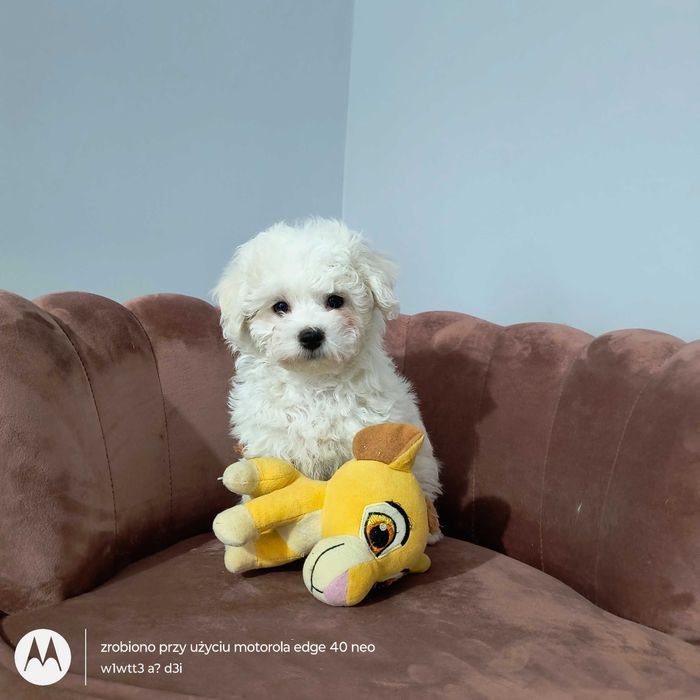 Bichon Frise - biała kuleczka