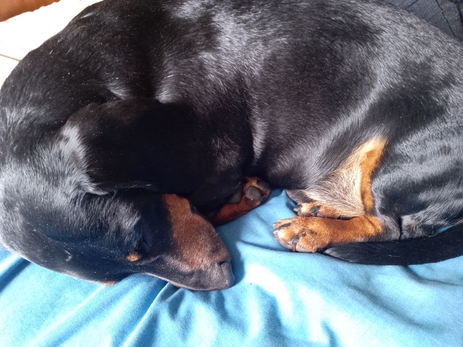 Такса.Ищем девочку на вязку.Мальчика зовут Рэм.