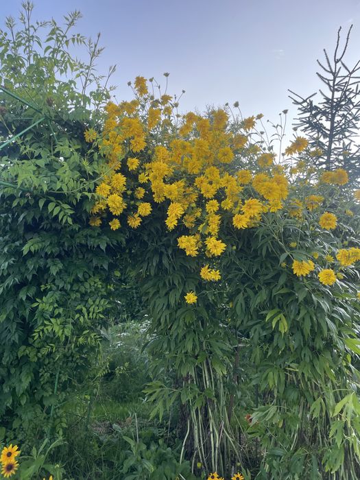 Brunery ,Miodunki i byliny wieloletnie