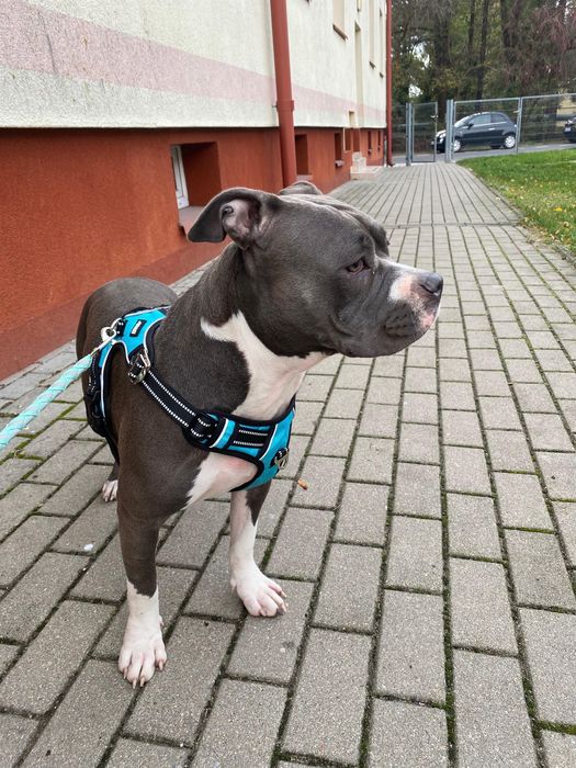 Spokojna sunia rasy Amstaff szuka domku