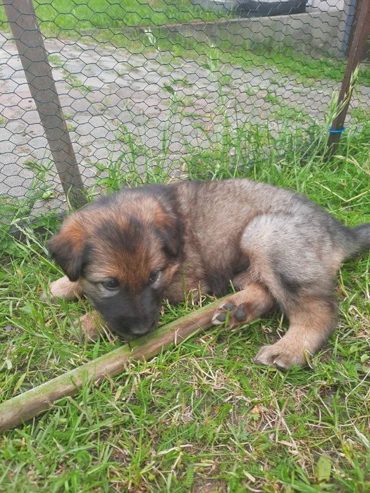 Oddam szczeniski w dobre ręce