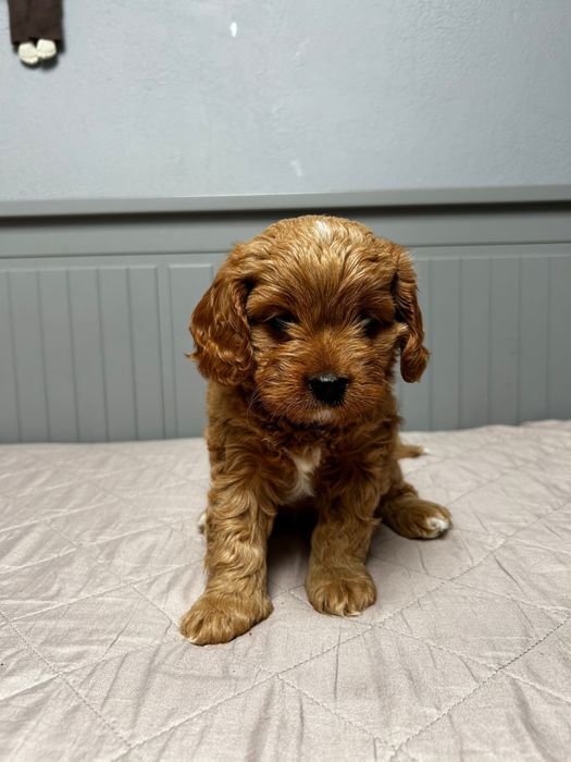 Cavapoo sunia do odbioru