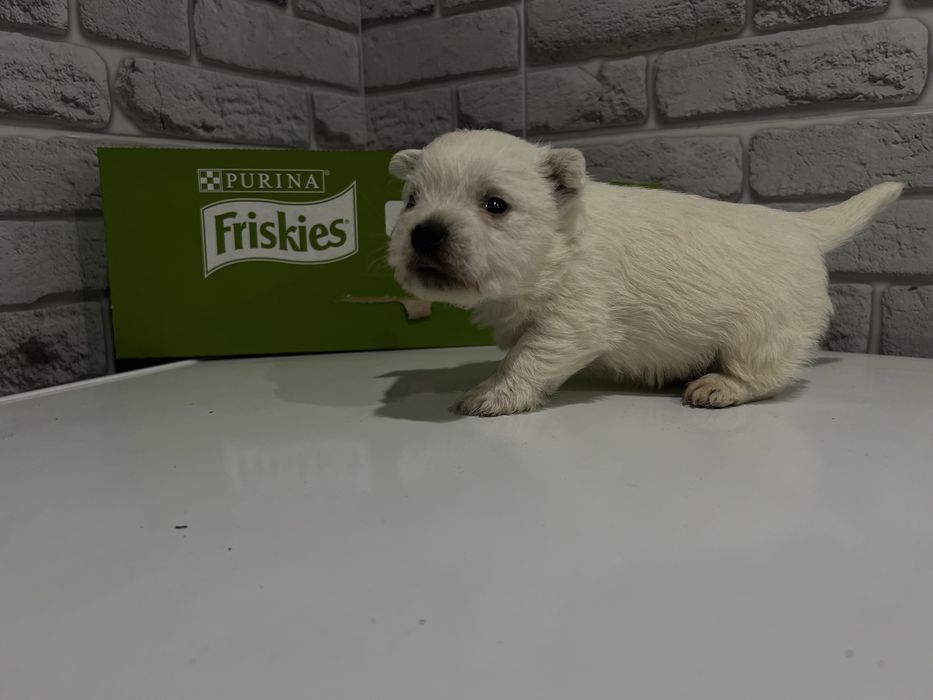 Хлопчики вестики