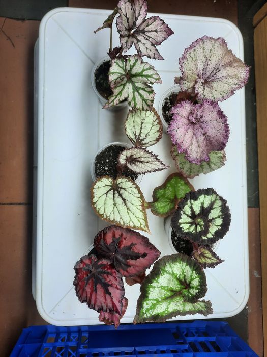 Бегонії в наборі