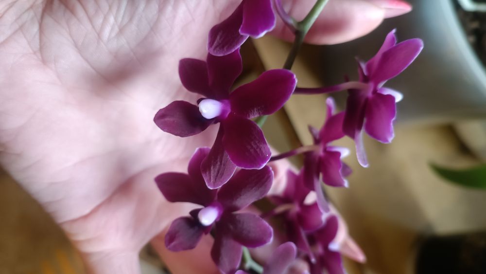 Орхидея Черная птичка