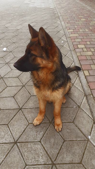 Німецька вівчарка,  дівчинка.