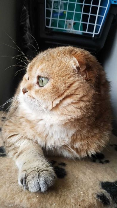 Kot rasy Scottish Fold, rodowód