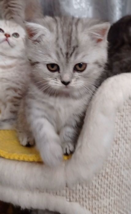 Шотландська страйт фолд котики