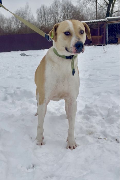 Шукаю родину для собачки